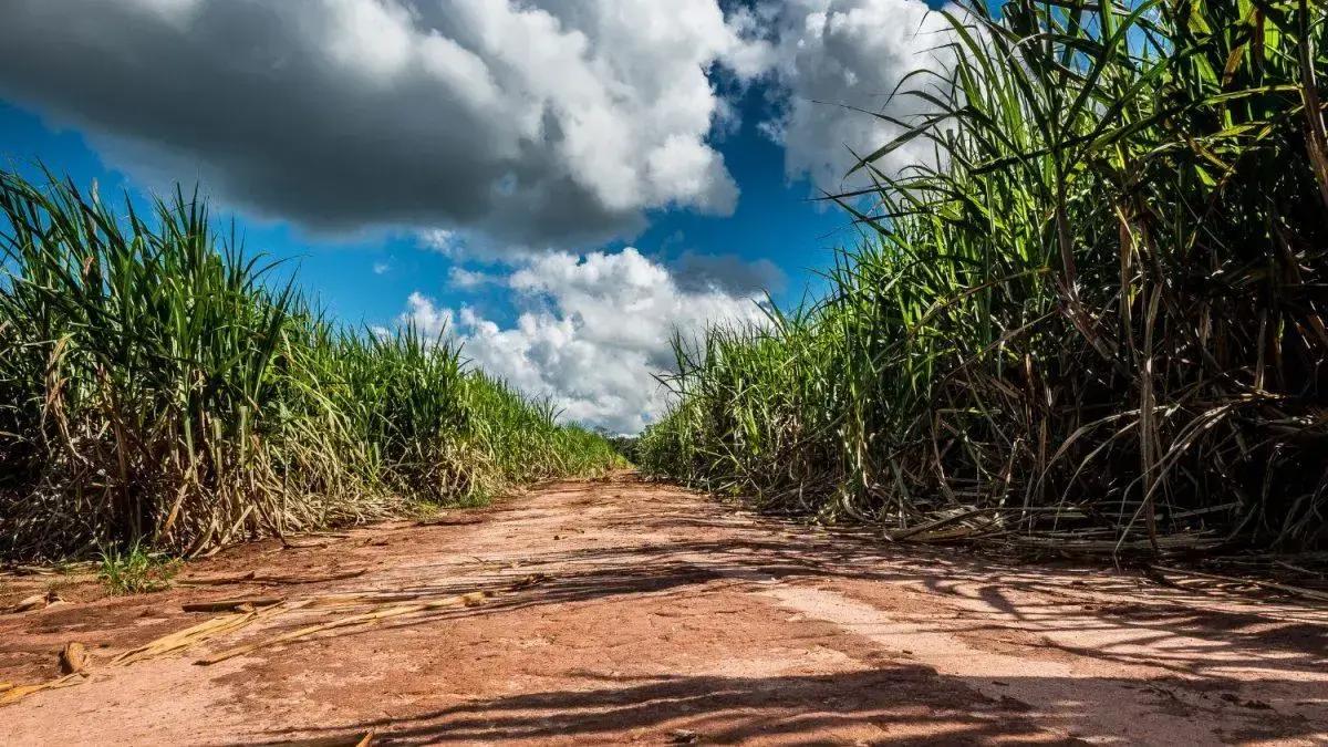 Reforço de capital da Raízen