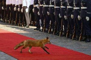 Tamanho de animais