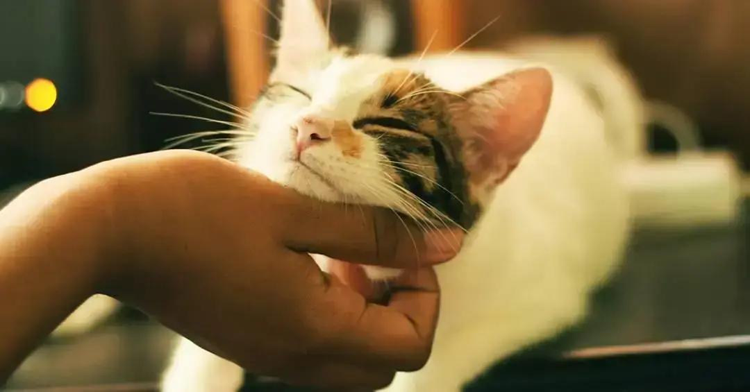 Vínculo entre humanos e felinos
