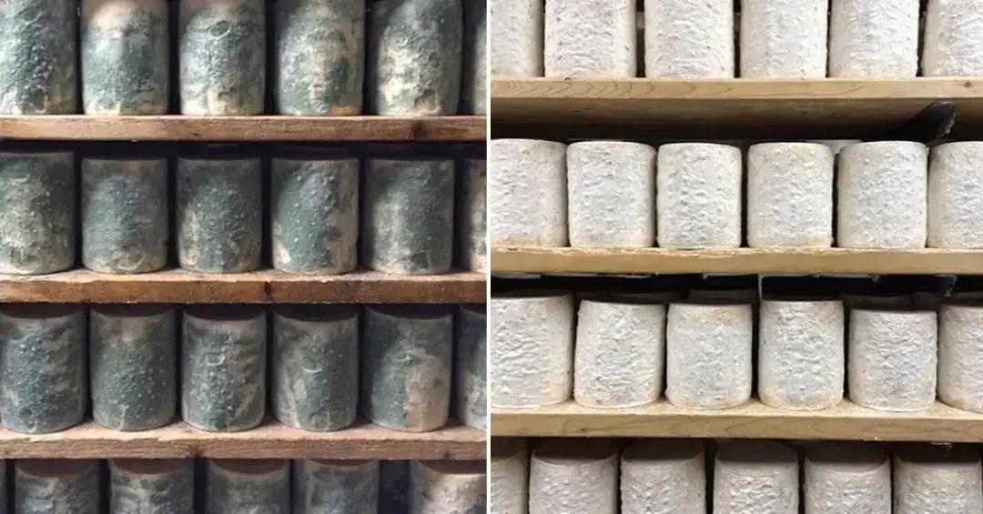 Alteração genética de queijo