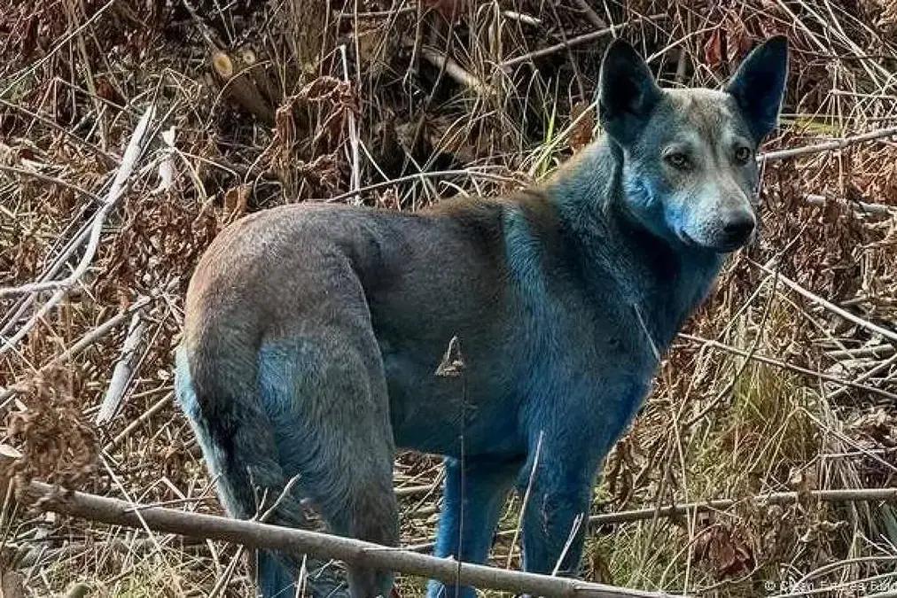 Cães azuis de Tchernóbil