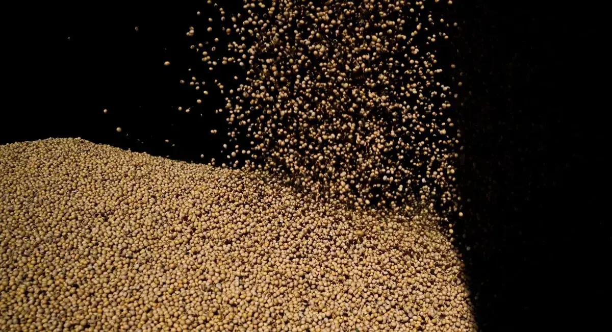 Colheitas de soja da Índia