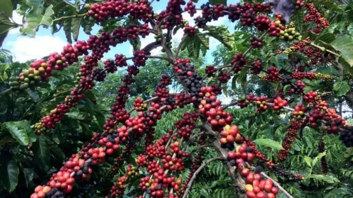 Produção de café robusta