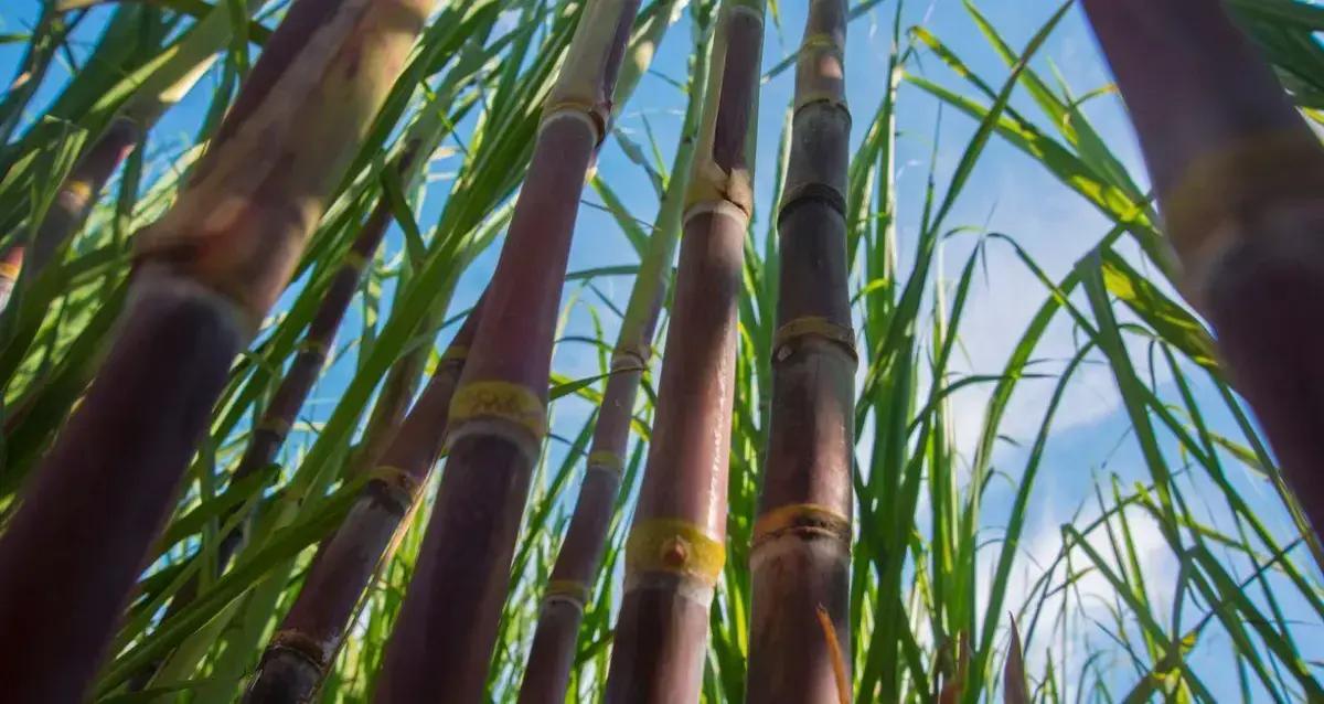 Supercana de Eike Batista