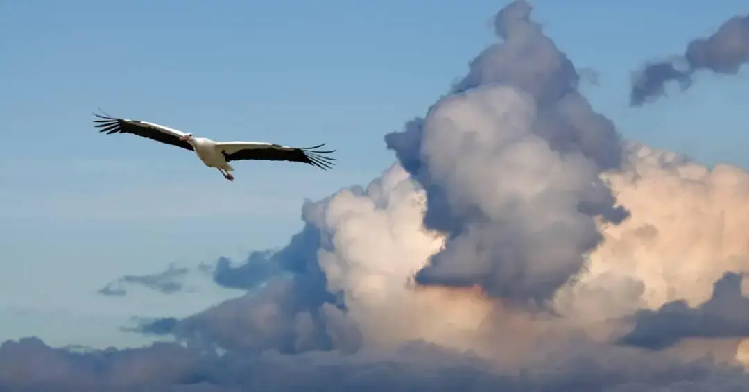 Adaptações fisiológicas curiosas