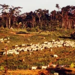Agro sustentável no Brasil