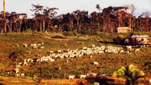 Agro sustentável no Brasil
