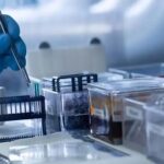 Ancestral animal mais antigo