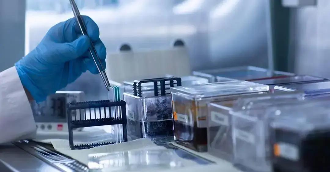 Ancestral animal mais antigo