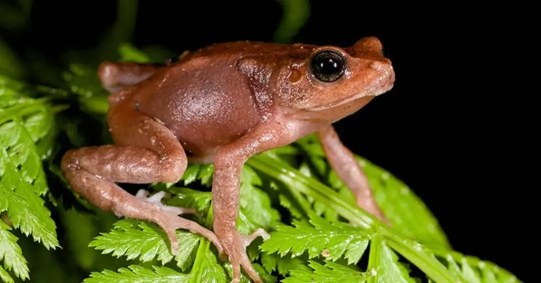 Anfíbios vivíparos