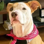 Ansiedade em pitbulls