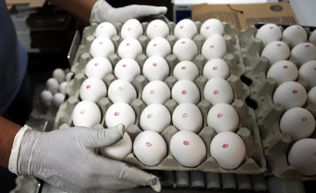 Aquisição da Hickmans Egg Ranch