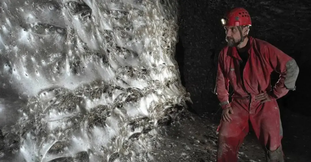 Aranhas de duas espécies