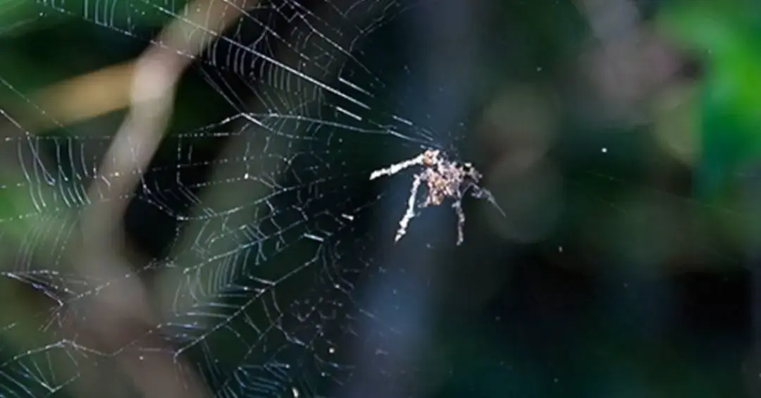 Aranhas que imitam aranhas