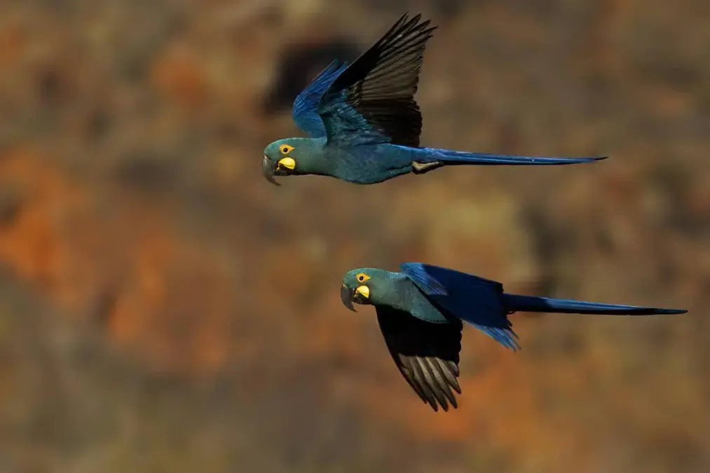 Banco genômico de animais