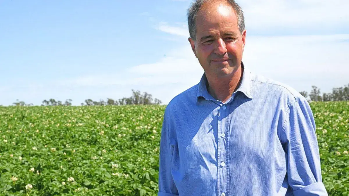 Batata no radar do Brasil