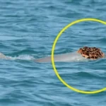 Chapéus para chamar atenção