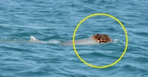 Chapéus para chamar atenção