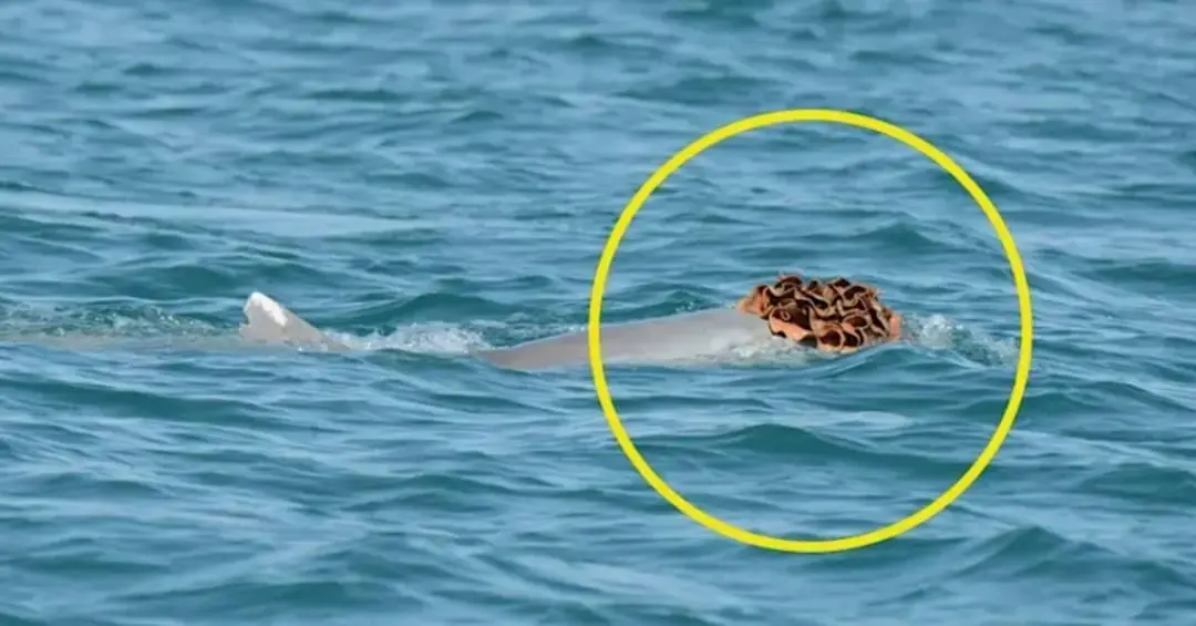 Chapéus para chamar atenção