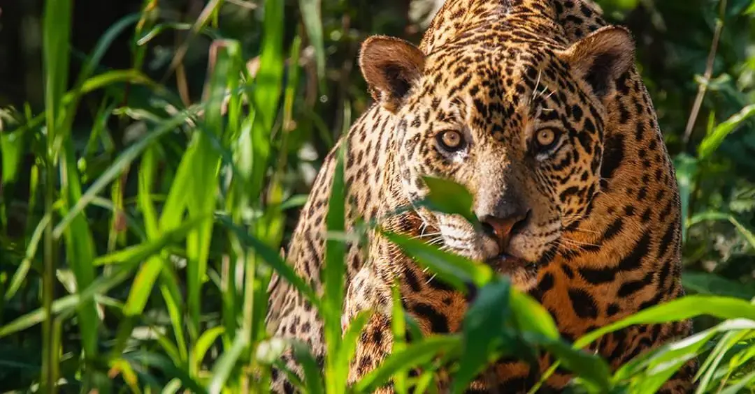 Espécies ameaçadas de extinção