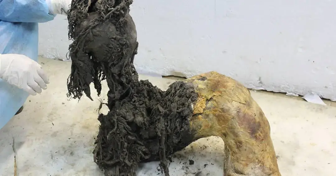 Estudo de espécies extintas