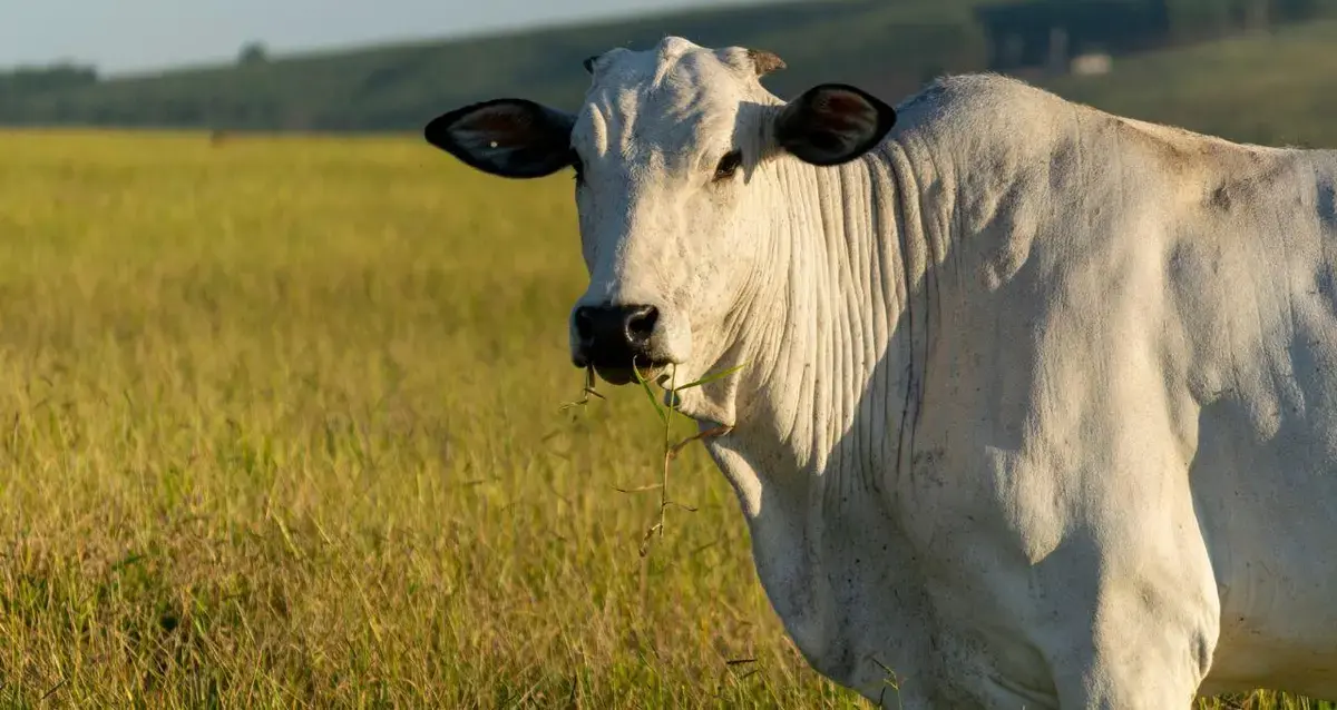 Exportações de carne bovina