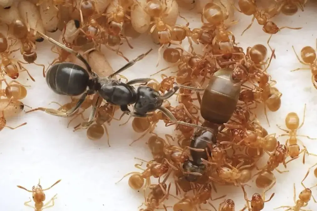 Formiga rainha usurpadora