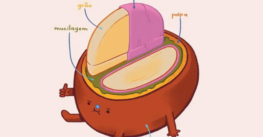 Fruta do pé de café