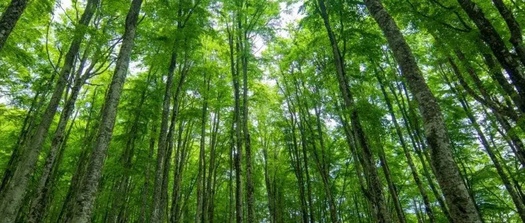 Fundo para preservação de florestas