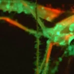 Fungo geneticamente modificado