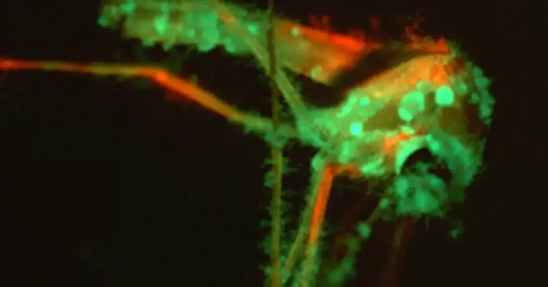 Fungo geneticamente modificado