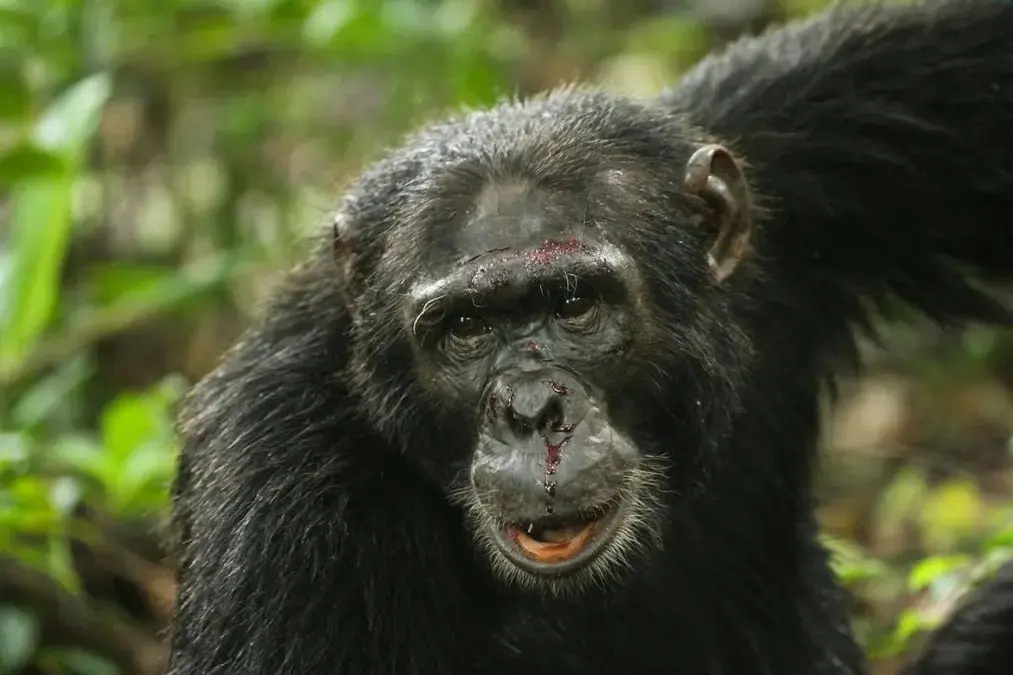 Guerra entre chimpanzés
