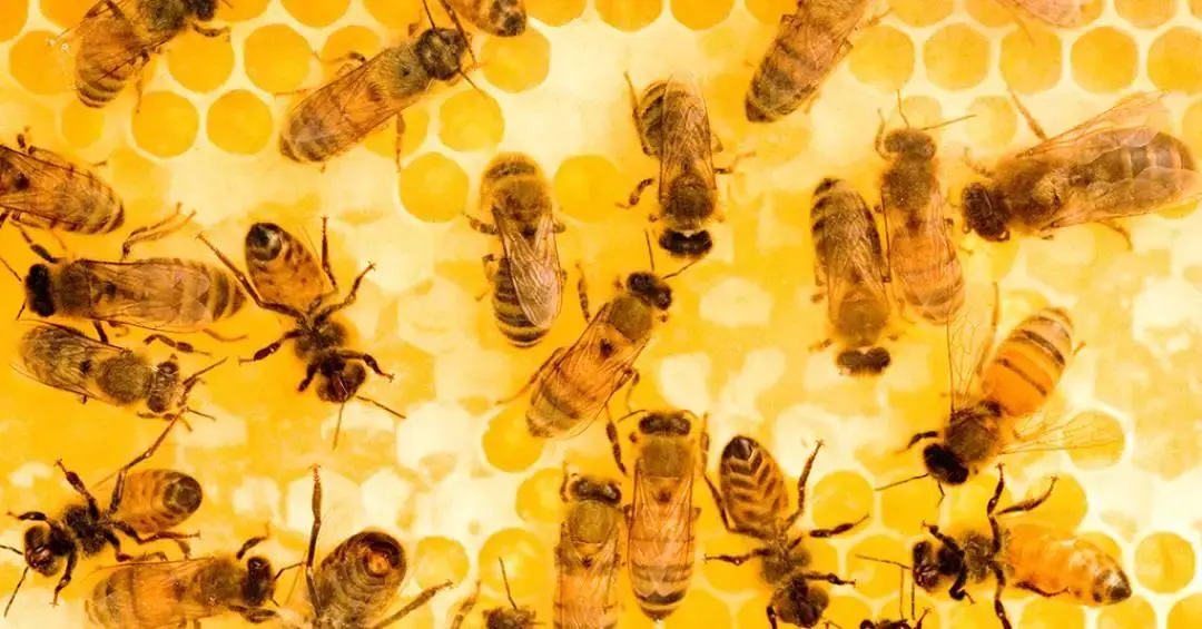 Habilidade temporal de invertebrados