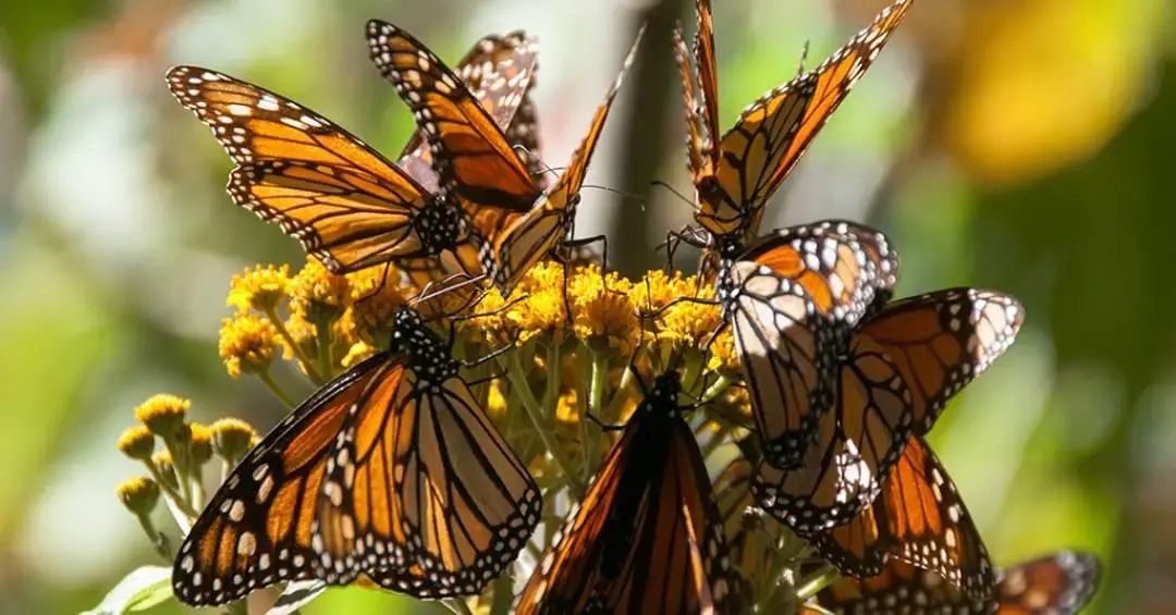 Jornada de borboletas