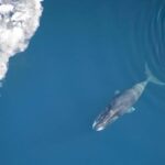 Longevidade de baleias