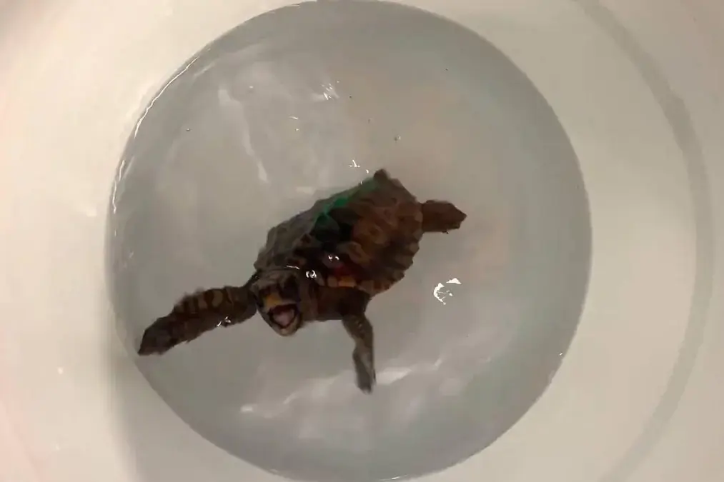 Mapa magnético da Terra