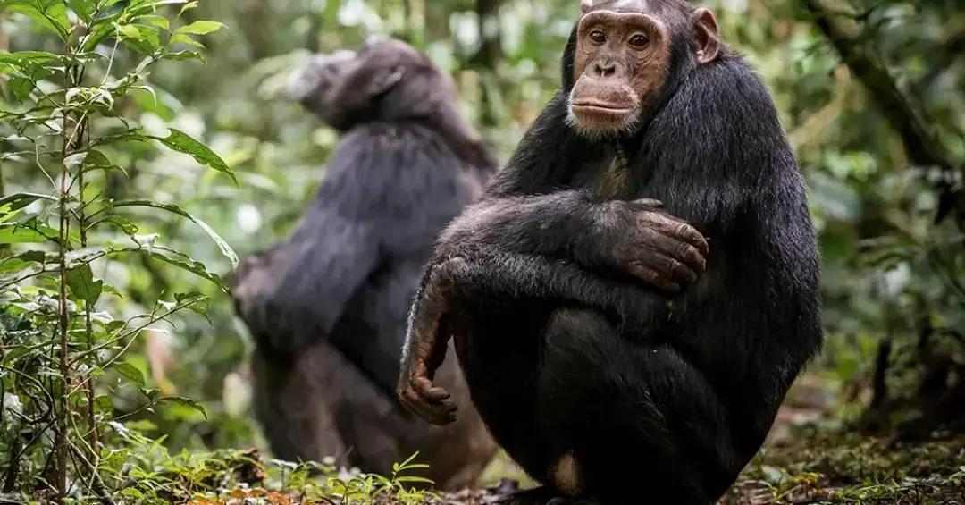 Metacognição em primatas