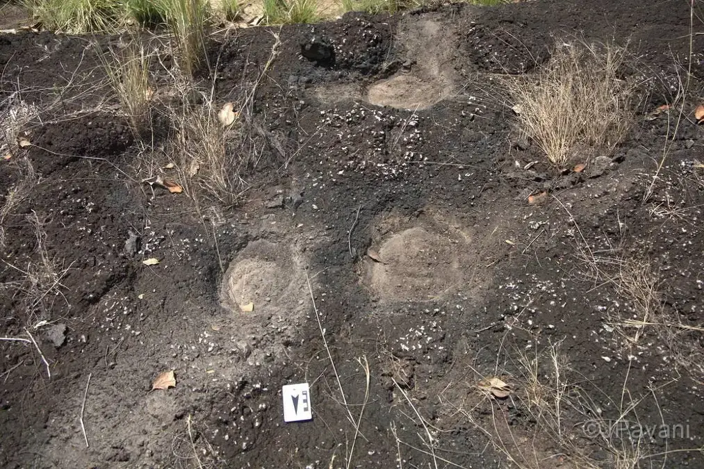 Pegadas de dinossauros em Roraima