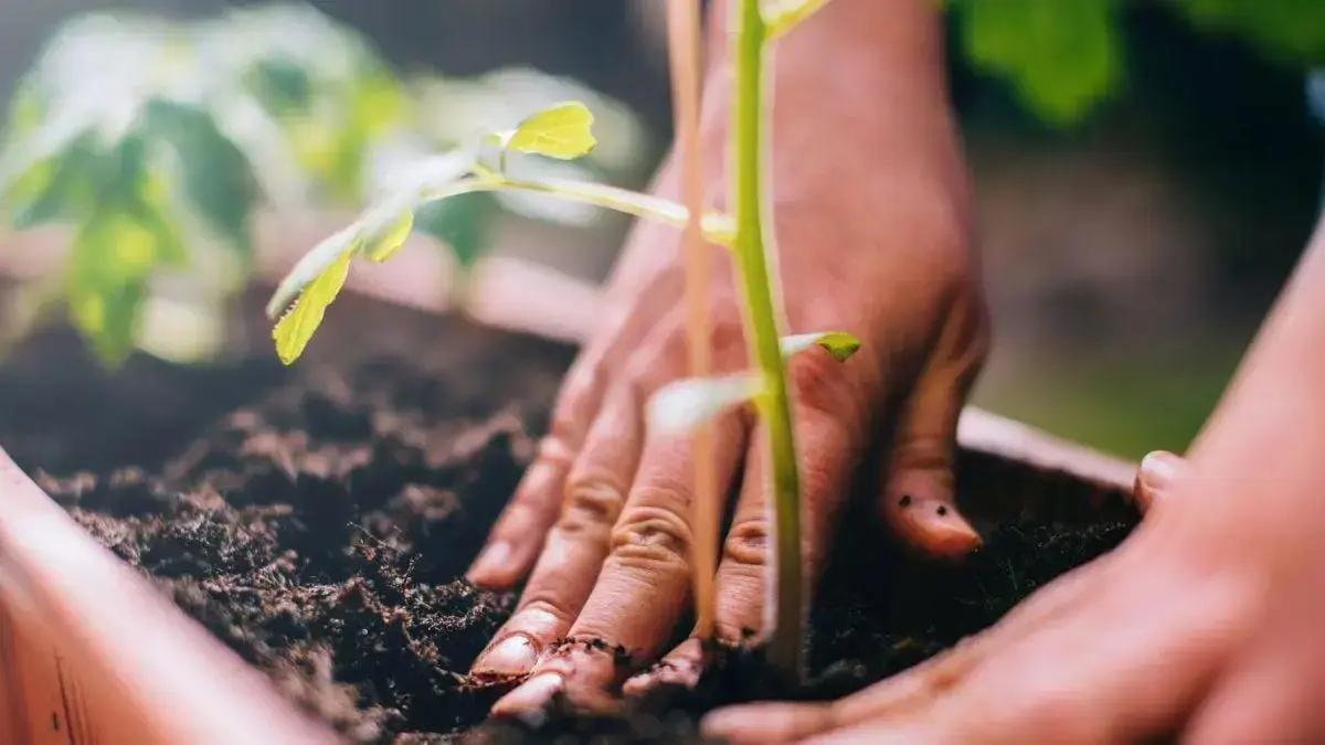 Planos da Agenda da COP30