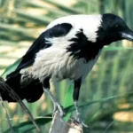 Poluição das cidades