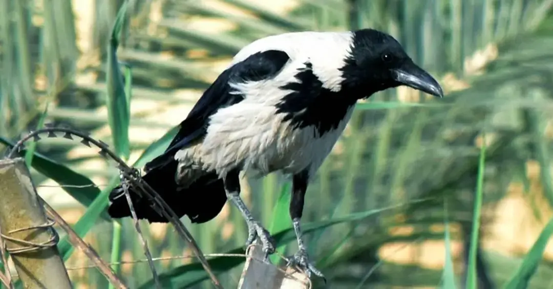 Poluição das cidades