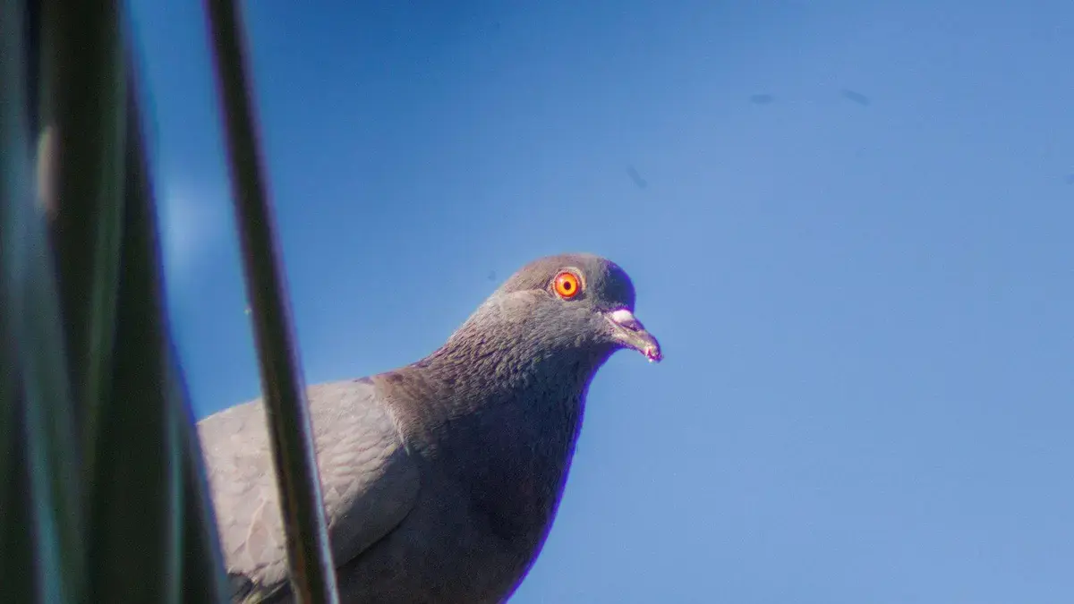 Pombos com chip no cérebro