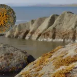 Primeiro líquen na Terra