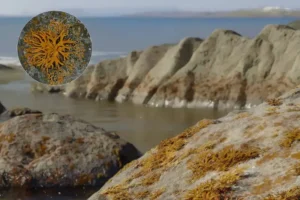 Primeiro líquen na Terra