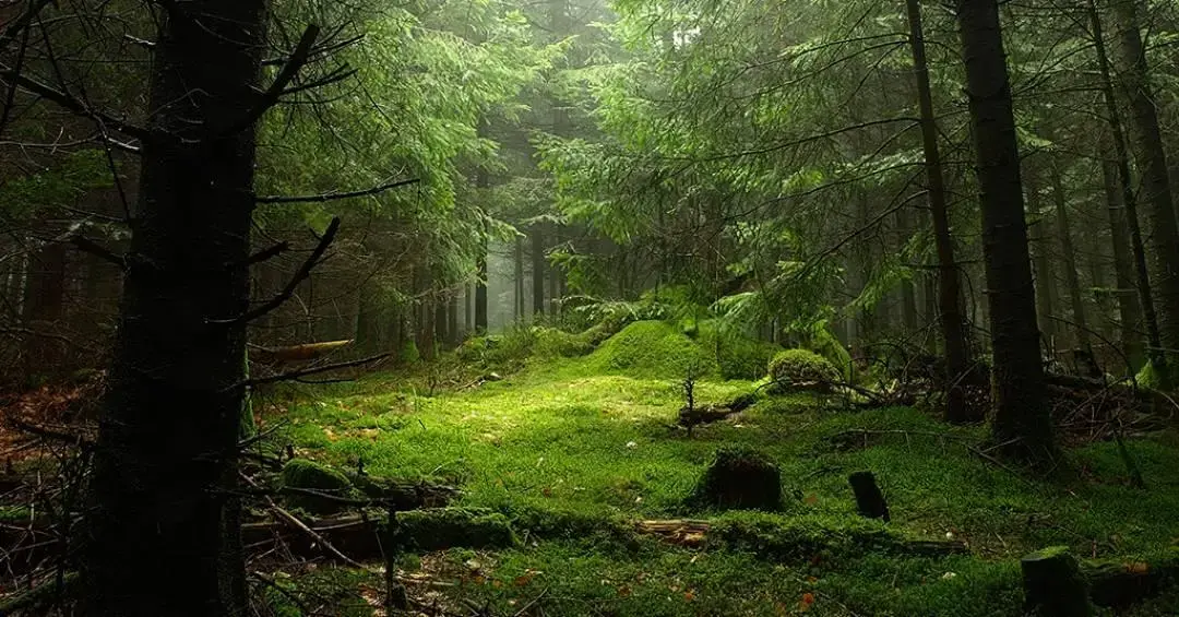 Proteção de florestas