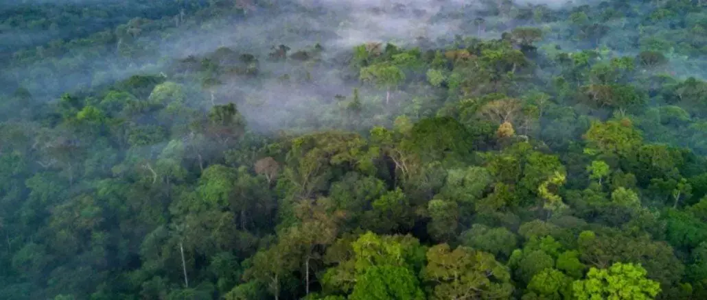 Reflorestamento da Amazônia