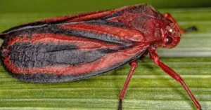 Resistência de praga a defensivos