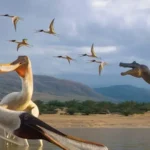 Réptil voador da Bacia do Araripe