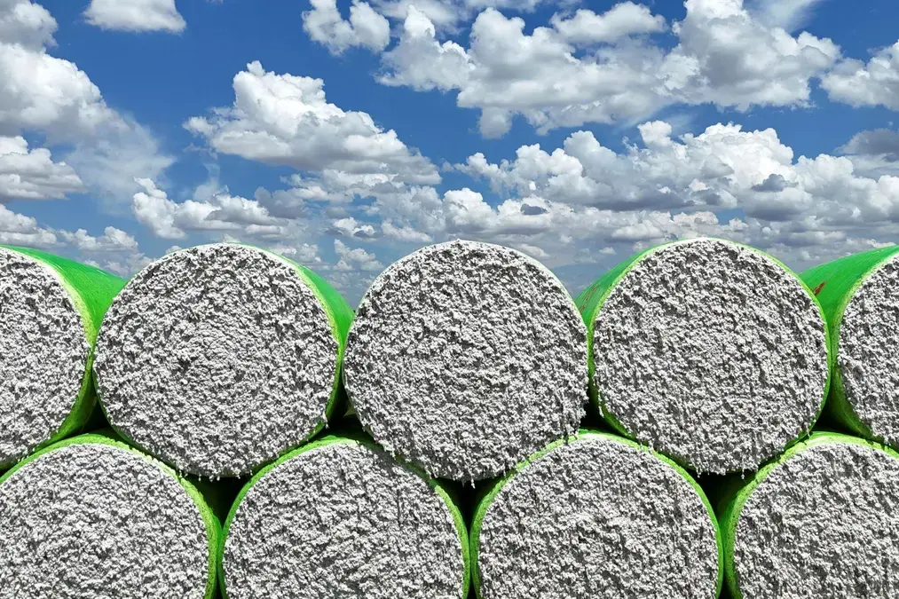 Safra de algodão do Brasil