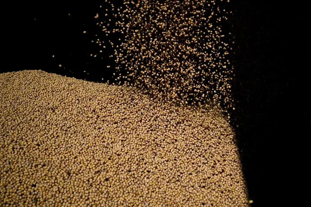 Safra de soja do Brasil